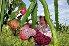 天津：蓟州区红心火龙果丰收 种植业的发展带动农民致富