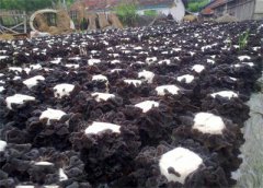 江苏：沛县种植黑木耳 农民找到发家致富新途径