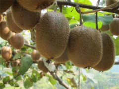 陕西省：这个“金蛋蛋”让陕西成了世界第一 　引发两个县的品牌纷争