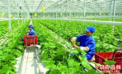 <b>农业部：加快发展农业生产性服务业 夯实现代农业基础</b>