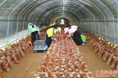 <b>四川：进一步聚焦深度贫困地区 农业产业扶贫全面加码</b>