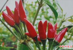 <b>四川：简阳“小米辣之乡” 办首届采摘节</b>