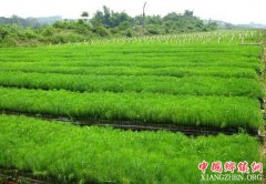 <b>四川：再增3个国家重点林木良种基地</b>