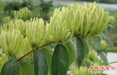 <b>聚焦中药材产业扶贫：产业扶贫有了新“药方”</b>