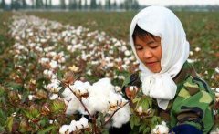 <b>新疆：呼图壁现代农业蓬勃发展 农民的钱包鼓了、腰杆挺了</b>