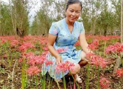 夫妻辞职到深山种了10万株彼岸花 曾为找彼岸花摔伤