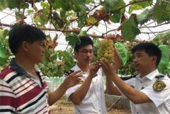 <b>上海：品牌葡萄成功出口泰国 实现申城鲜食葡萄出口零的突破</b>