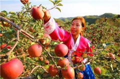<b>吉林省:珲春市苹果树变身“摇钱树” 掀起返乡创业潮</b>