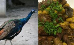 <b>陕西：勉县深山养孔雀只为当盘中餐 一只孔雀能卖700元</b>