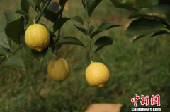 <b>重庆：海归团队种植“音乐柠檬” 生态种植经济焕生机</b>