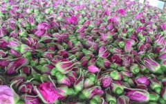 <b>河南：虞城县“富”从玫瑰香中来：当代“花木兰”返乡创业精准扶贫</b>