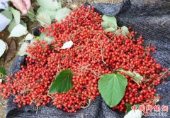 湖北：恩施州利川市打造奔小康千亿产业链 山桐子托起山区农民致富梦