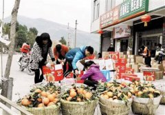 <b>重庆：奉节县50岁农民网上卖脐橙 3万多斤挣了20万元</b>