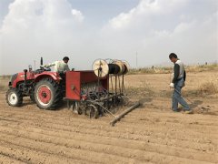 <b>内蒙古：巴彦淖尔种植油用牡丹 为农民打开一扇致富门</b>