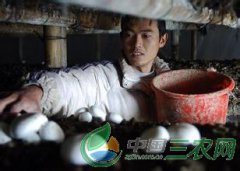 <b>安徽：岳西山里娃返乡创业能否扎稳根？</b>