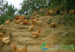 四川：广安“养鸡大王”返乡重操旧业又赚了一笔