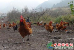 辽宁：建昌县打工妹回乡创业 白手起家 大山散养殖蛋鸡