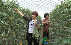 安徽：蒙城县兄弟两个返乡创业种植蔬菜 亩均年纯收入8千
