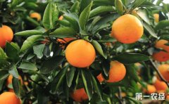 <b>湖南：石门县 柑橘已丰收上市 销售形势向好</b>