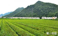 <b>江西景德镇：因地制宜发展现代农业 形成＂南菜北茶郊特色＂</b>