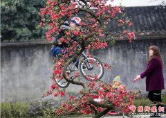  四川：乡村旅游 脱贫致富新引擎