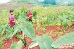 <b>四川：泸州纳溪 核桃树下种芋头 亩增收入三千元</b>