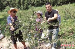 <b>四川：三台县返乡创业 小藤椒“麻”出新事业</b>