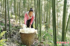 <b>四川：叙永林下竹荪 每亩利润超五千</b>
