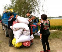 <b>山东省：郯城 “鸳鸯车队”抢购新粮忙</b>