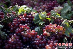 <b>内蒙古：乌海市陈老汉种的葡萄很有名 收入跃升到三四万元</b>