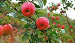 <b>河北：围场县引进“寒富”栽培试验成功 果树现已结果</b>