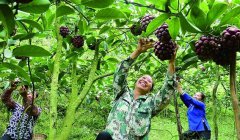 <b>湖南：农产品前8月出口45.4亿 增势强劲</b>