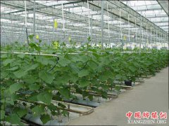 <b>安徽：五大发展见行动 现代农业闯新路</b>