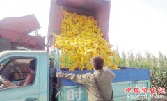 <b>山东：潍坊市509万亩玉米喜获丰收 价格高于往年乐坏种植户</b>