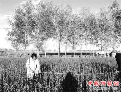 <b>黑龙江：西部大豆、玉米种植结构调整步伐加快 成效显著</b>