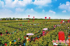 陕西：神木市一个工业强市的农业“蝶变” 培育农业农村发展新动能