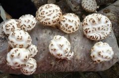 <b>河南：农民香菇大棚致富忙 让香菇畅销全国各地</b>