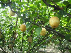 <b>河南：荥阳市梨树结出致富果 梨园越来越红火</b>