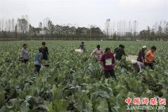 <b>安徽：皖北农民抢收百亩花菜日入80元 练成“小李飞刀”绝技</b>