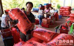 <b>福建：农民靠种植锥栗致富 年产值4.6亿元</b>