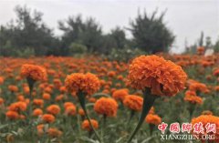 <b>新疆：喀什地区万寿菊艳丽天山南北 成农民增收的“富民花”</b>