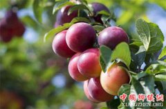 <b>贵州省：安顺市小李子成带动脱贫致富的大产业 农户走上小康路</b>