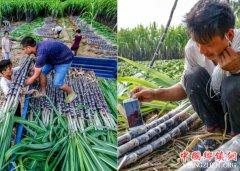 <b>安徽：亳州谯城区农民自拍割甘蔗 不到5天就销售一空</b>