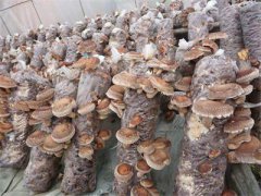 <b>四川：广元市农妇带领乡亲种“致富菇” 让高山特产“网上飞”</b>