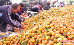 <b>山西：运城永济市虞乡镇柿子大丰收</b>