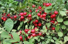 <b>辽宁：辽阳县中华钙果成了农民致富果 带来高附加值</b>