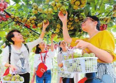 <b>四川：广元市采摘经济让农民腰包鼓起来 成为发展经济的一把利器</b>