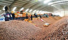 <b>甘肃：定西“金蛋蛋”拓宽致富路 贫困户从产业发展中精准受益</b>