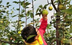 <b>河北：滦平县“万亩梨园”引客来 农民的钱袋子鼓起来</b>