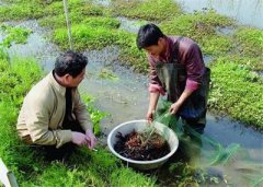 <b>重庆市：大足发展庭院经济 农民有了增收致富新路</b>
